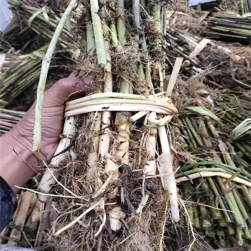 芦苇苗芦苇小苗做工精细