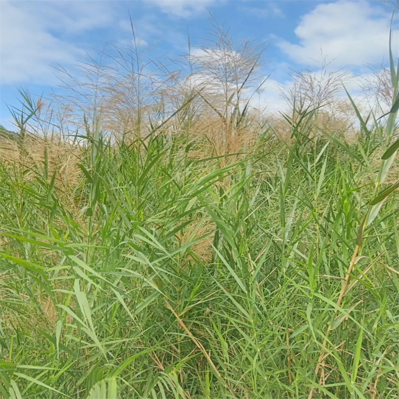 芦苇苗芦苇苗批发源厂直接供货
