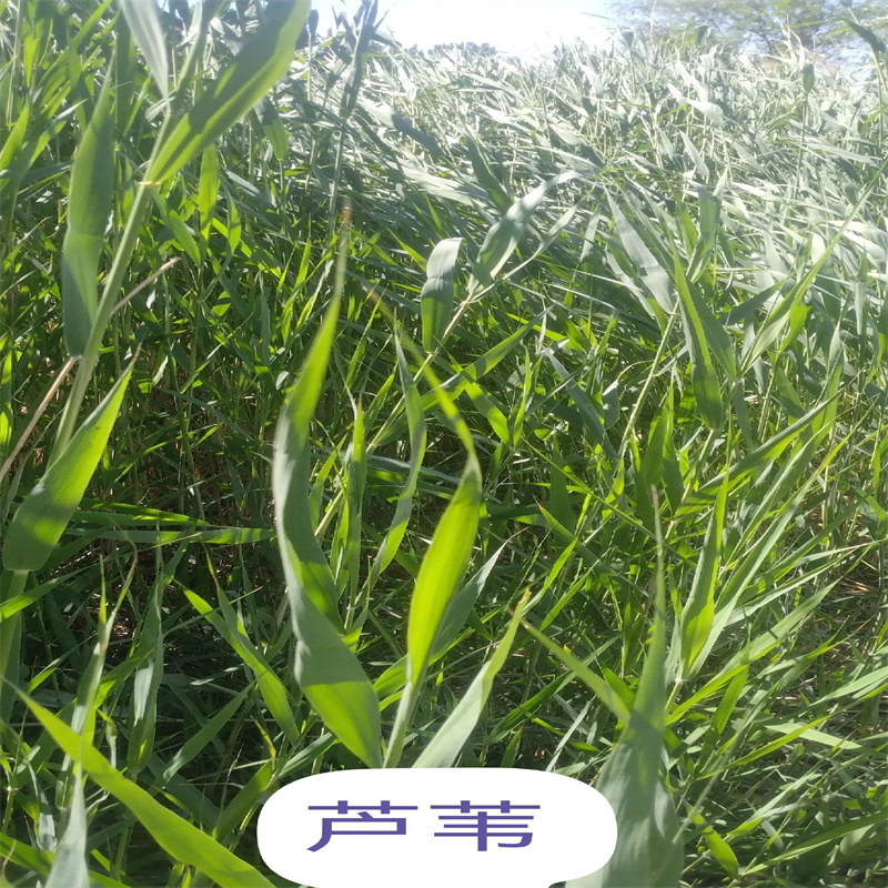 芦苇苗芦苇苗批发源厂直接供货