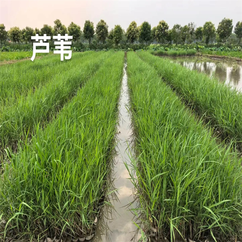 芦苇苗芦苇小苗做工精细