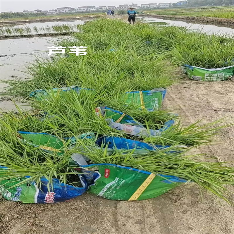 芦苇苗净化水质芦苇苗客户满意度高