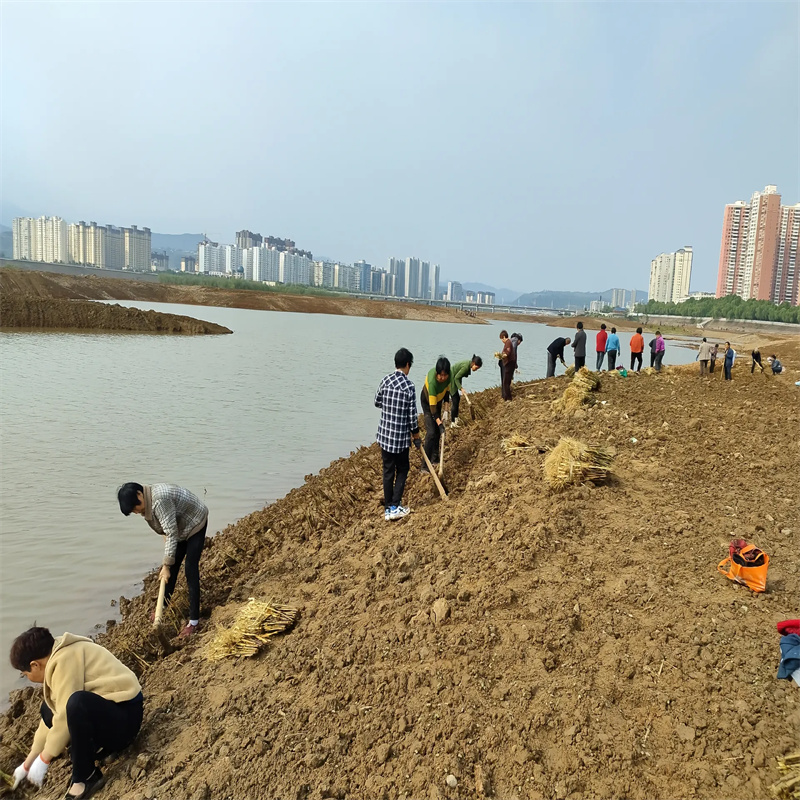 芦苇苗芦苇小苗市场行情