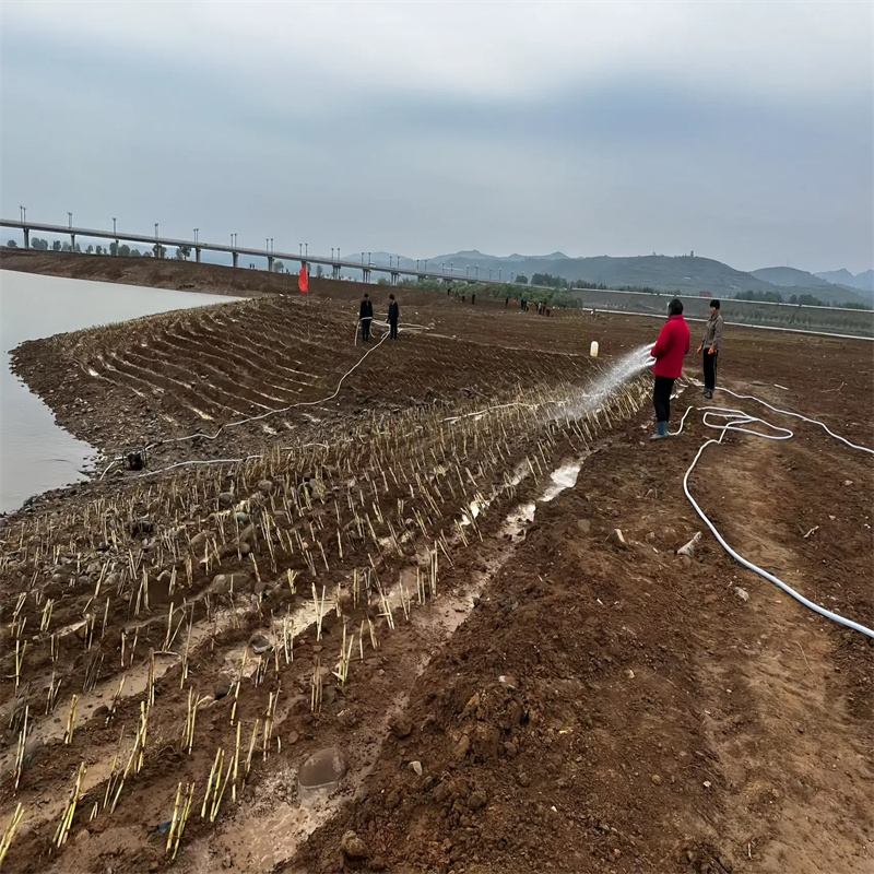 芦苇苗-编织材料芦苇苗质量层层把关