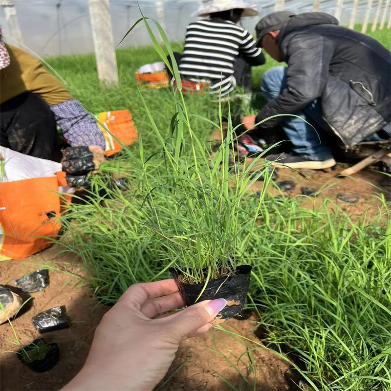 芦苇苗_环保材料芦苇苗注重细节