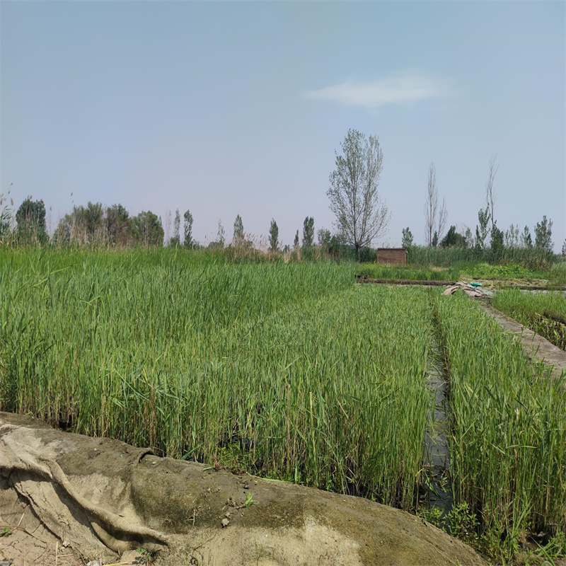 芦苇苗芦苇N年专注