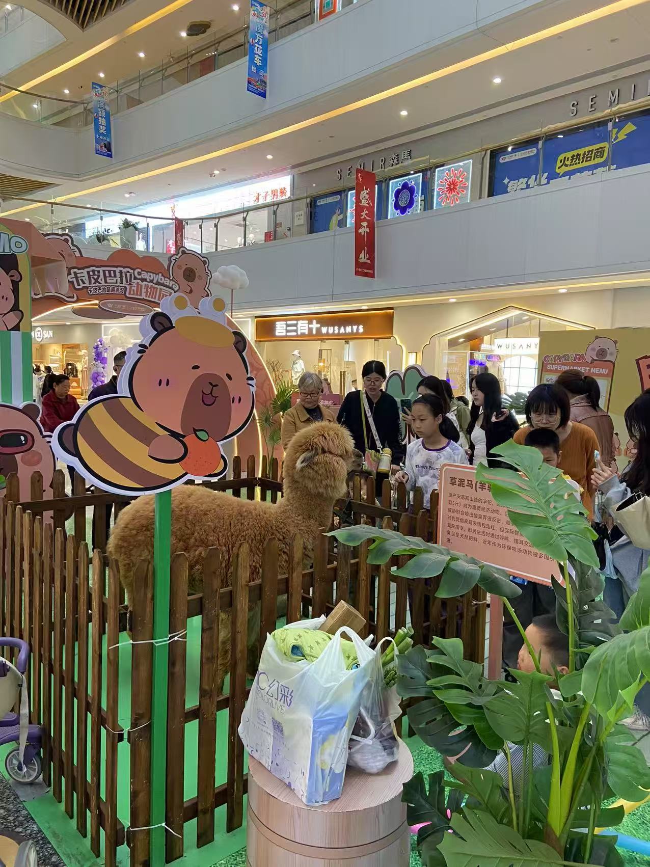 水豚租赁价格公道