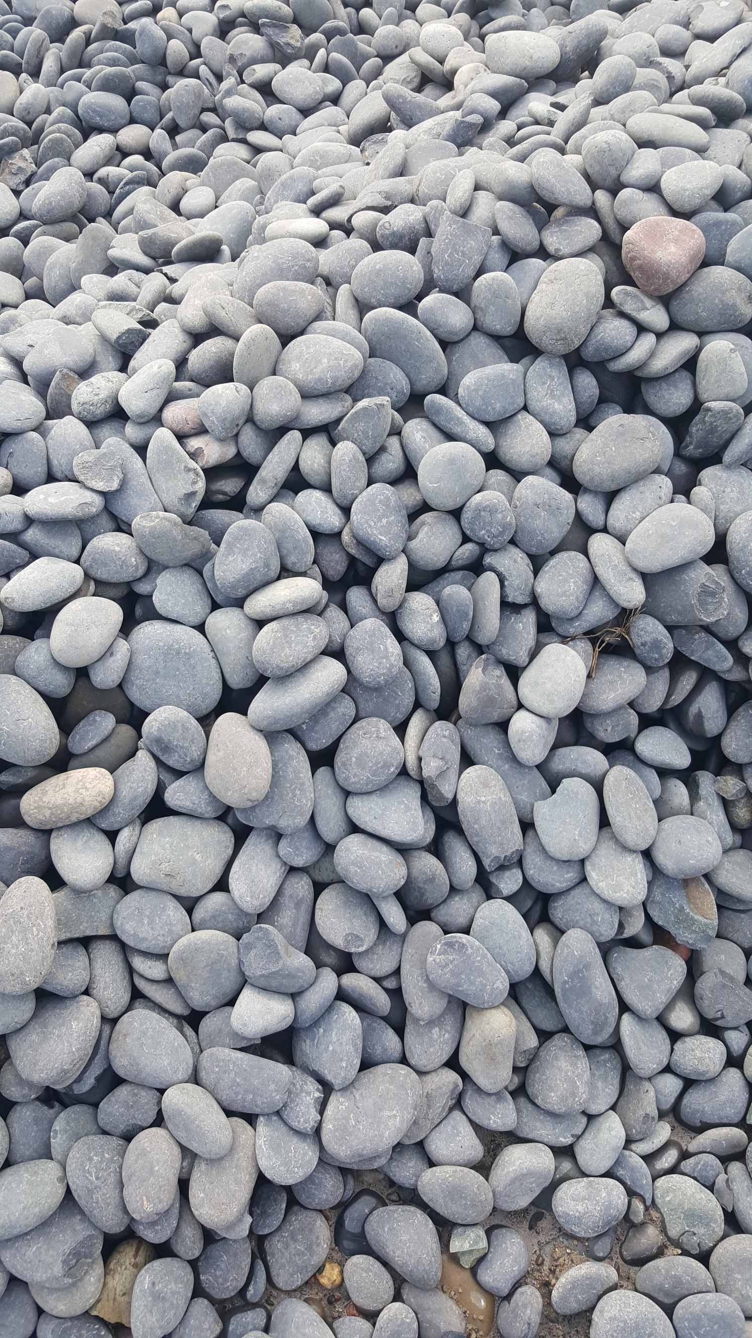 鹅卵石工厂电话小袋运输