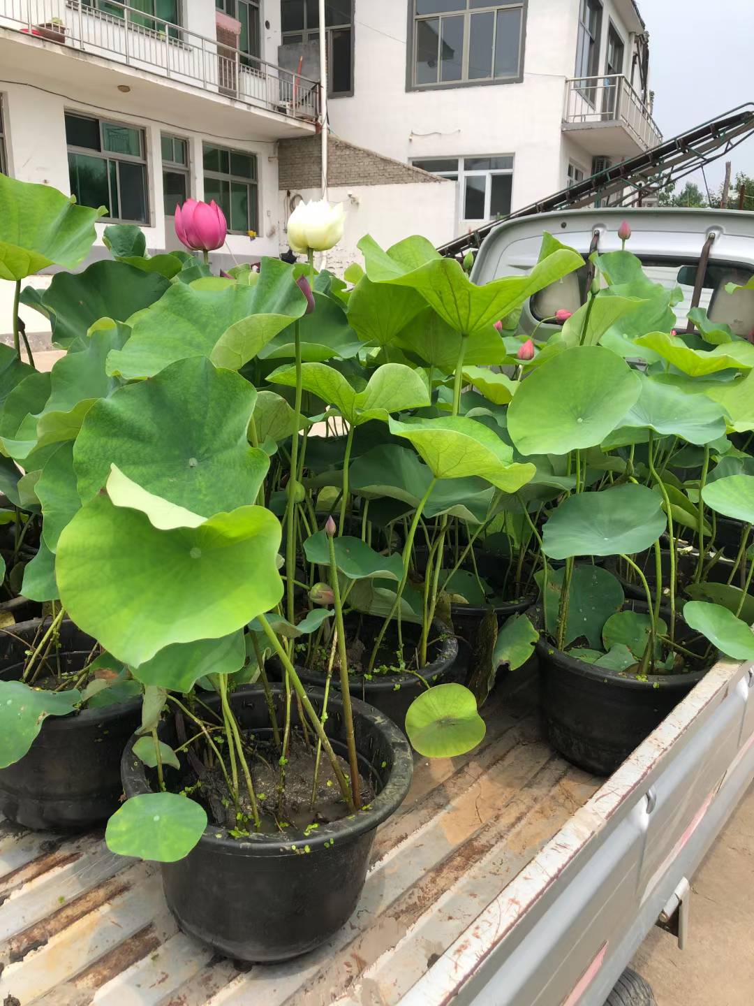 荷花苗荷花种根信誉至上