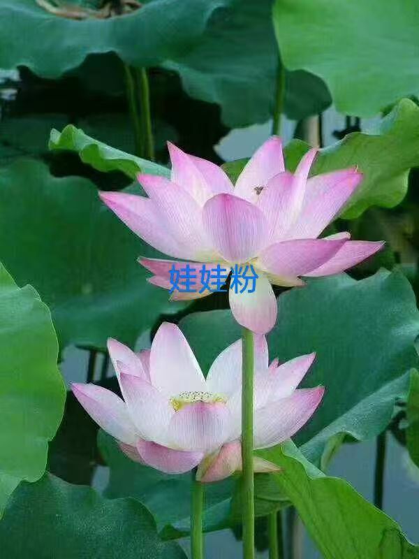 荷花苗,莲花种苗产地厂家直销