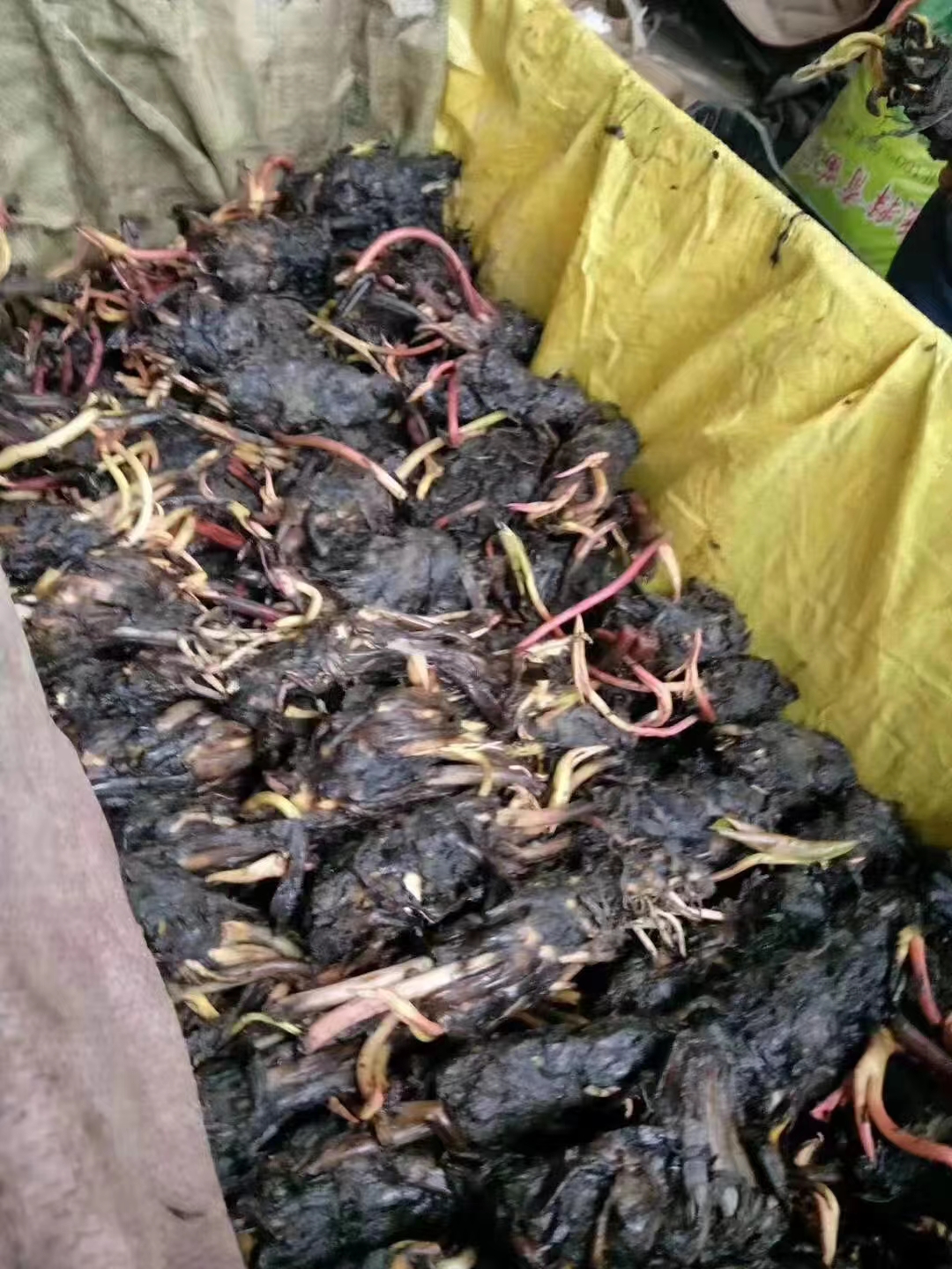 水生植物荷花种藕物流配送