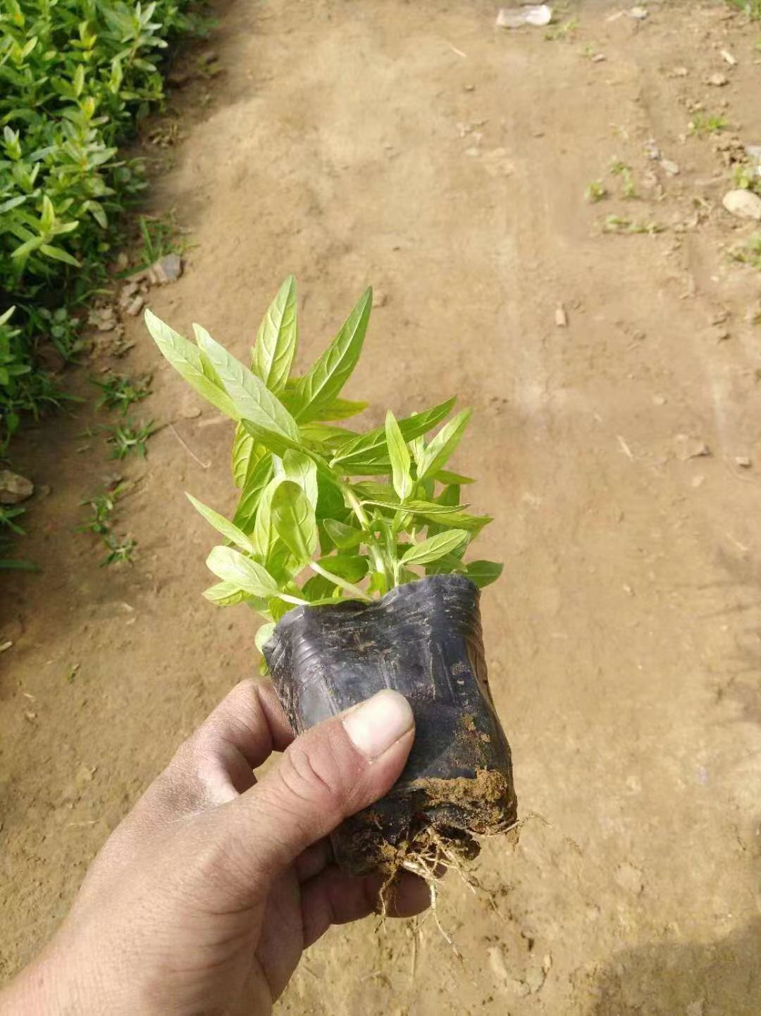 水生植物蒲苇市场行情