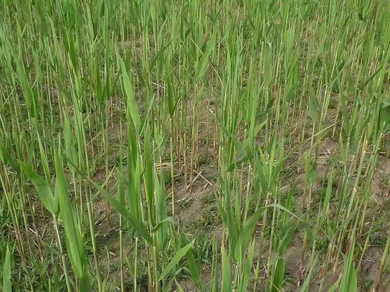 水生植物-芦苇大库存无缺货危机