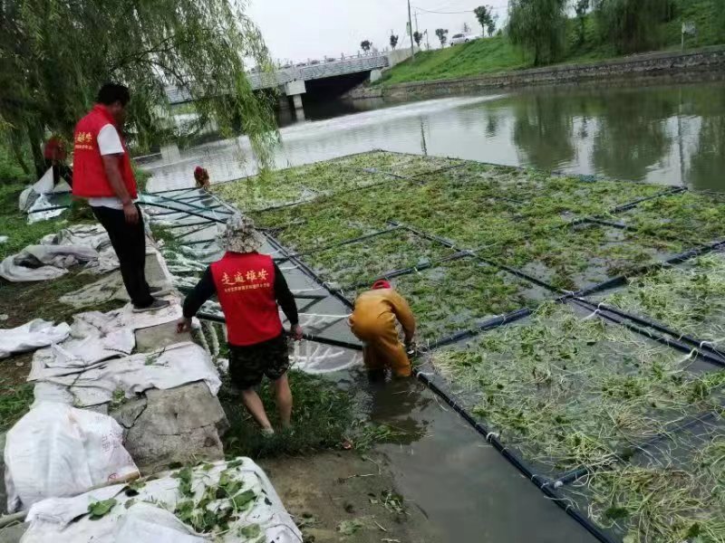 水生植物莲花质量为本