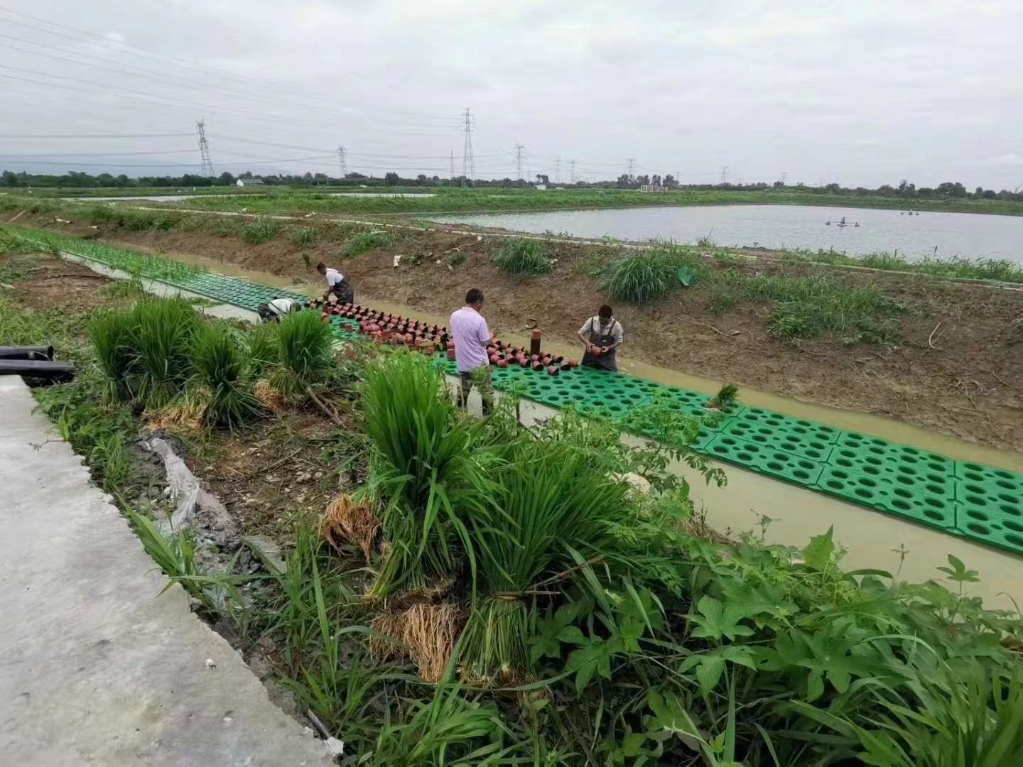 水生植物荷花小苗严选用料