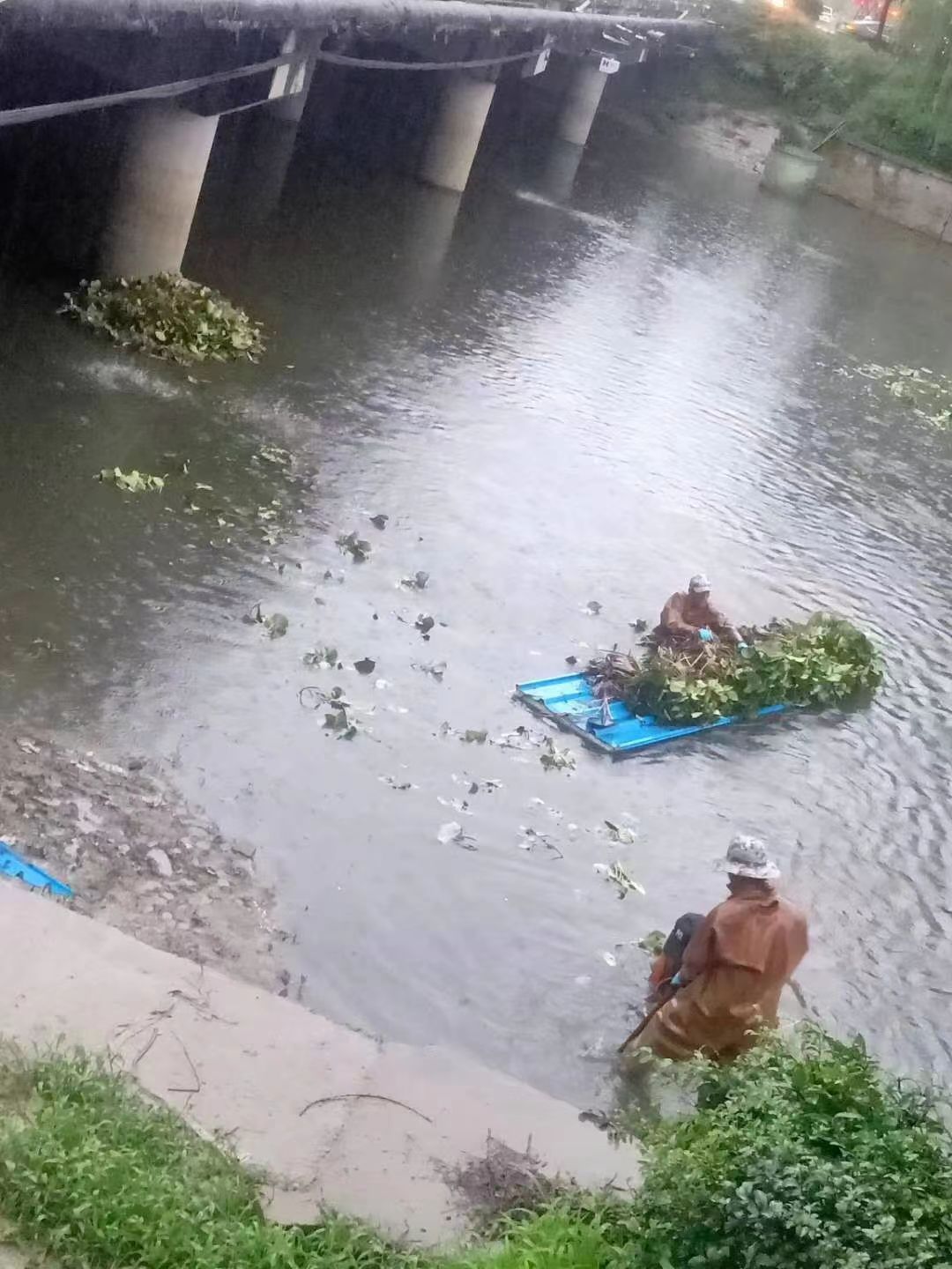 水生植物莲花质量为本