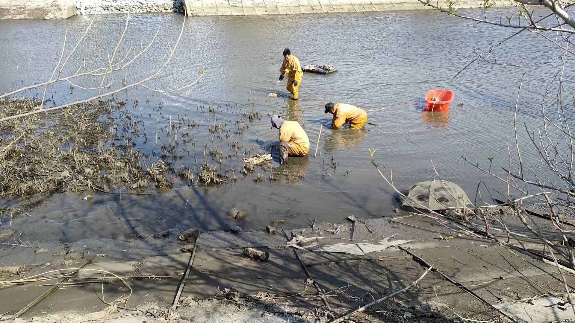 睡莲苗大花睡莲苗匠心品质