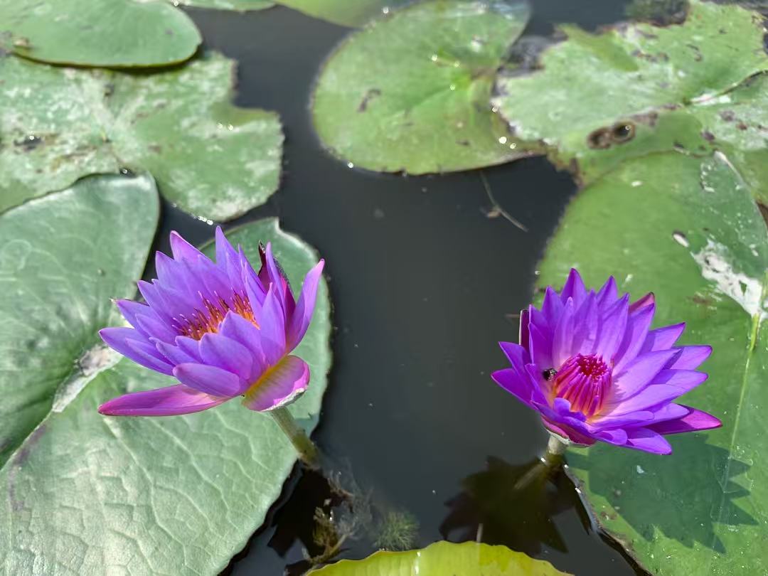 睡莲苗观赏睡莲苗实力公司