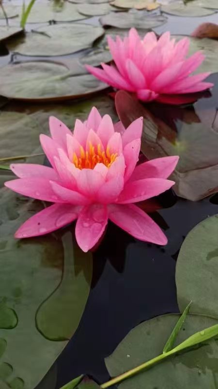 睡莲苗-进口睡莲苗物美价优