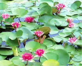 睡莲苗耐寒睡莲苗满足客户所需