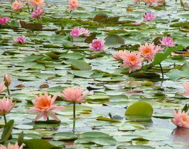 睡莲苗原生睡莲苗品质可靠