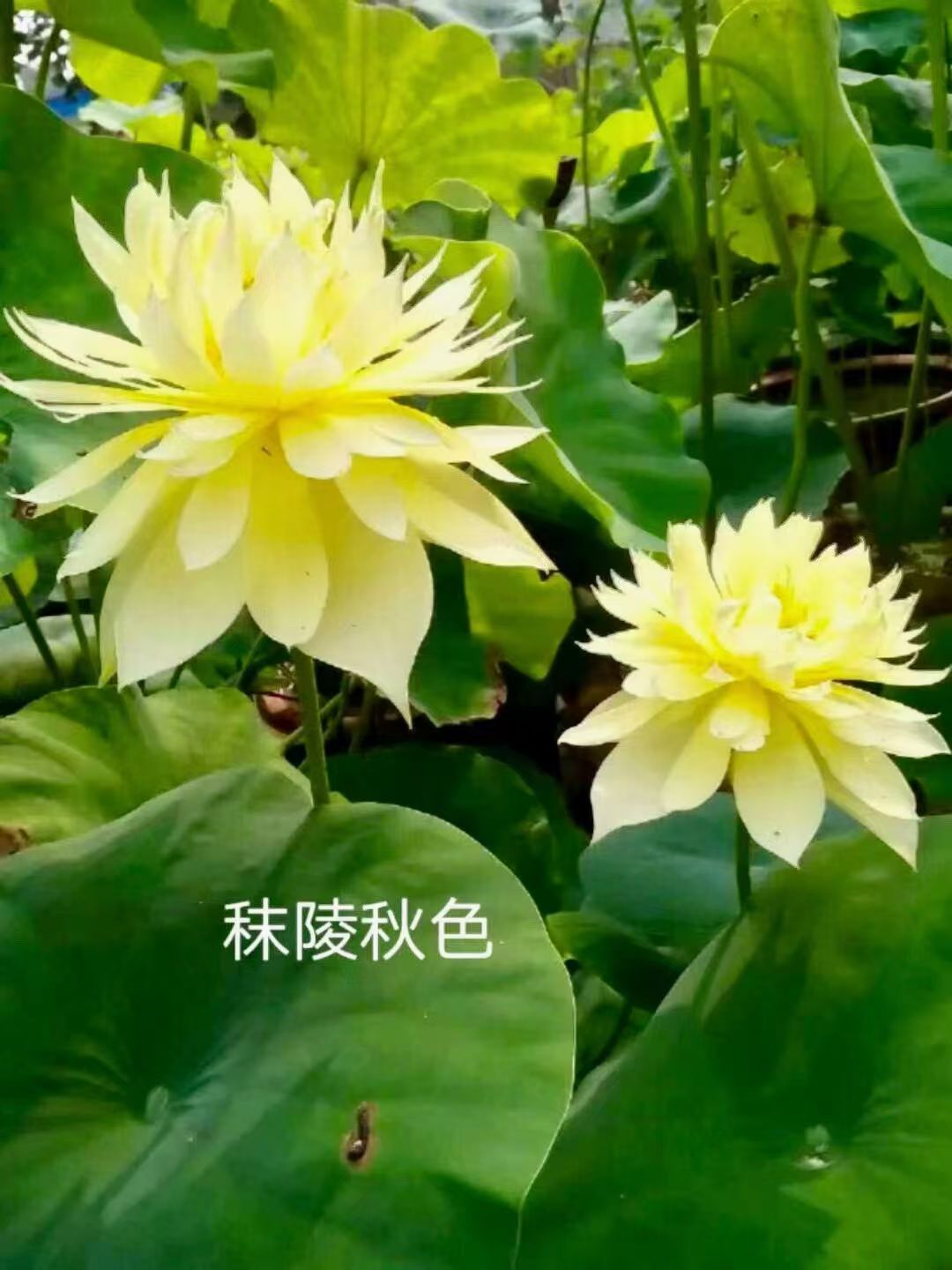 荷花苗,睡莲苗厂家十分靠谱