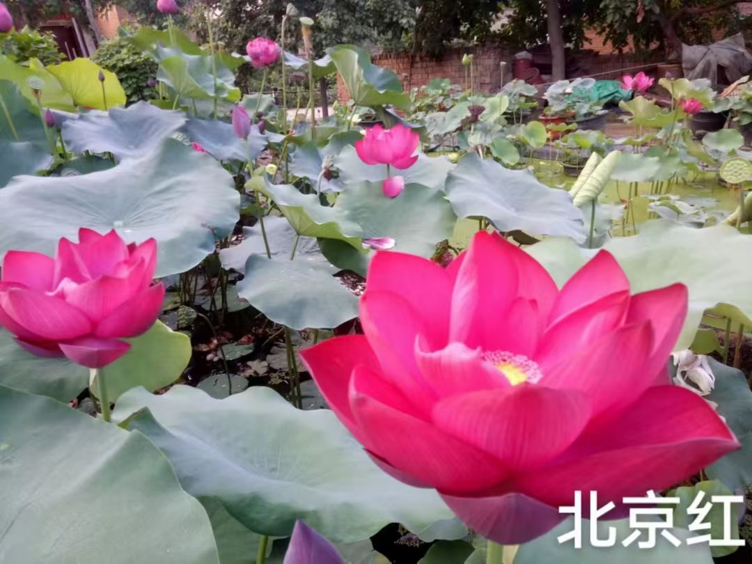 荷花苗耐寒莲花价格低