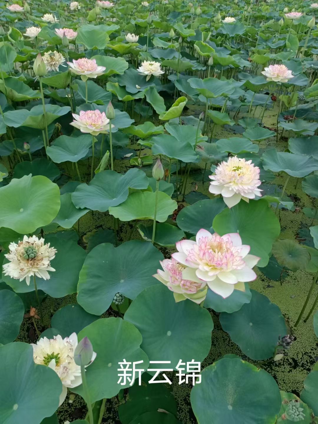 荷花苗重瓣荷花用心做好每一件产品