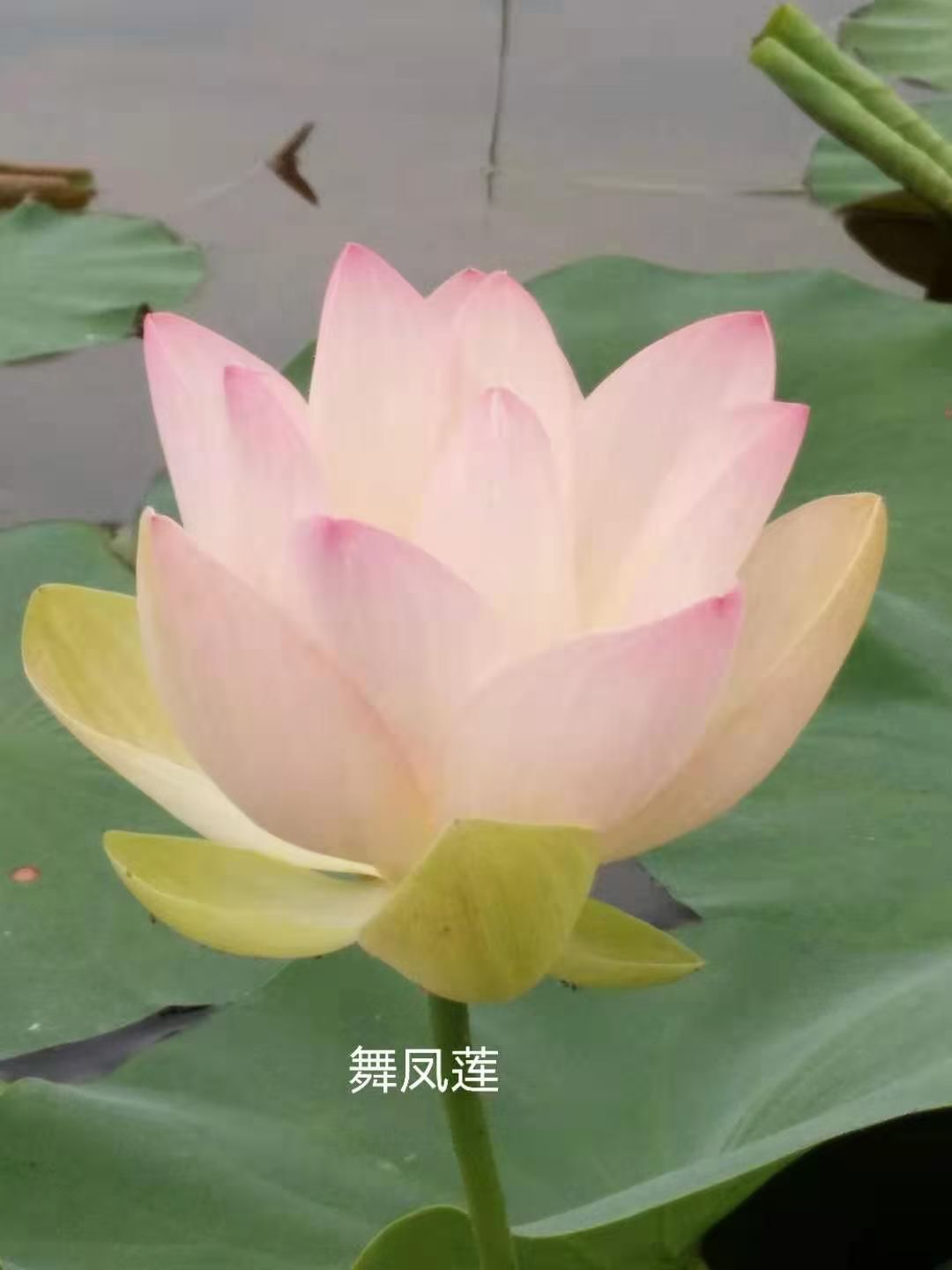 荷花苗荷花种子来图加工定制