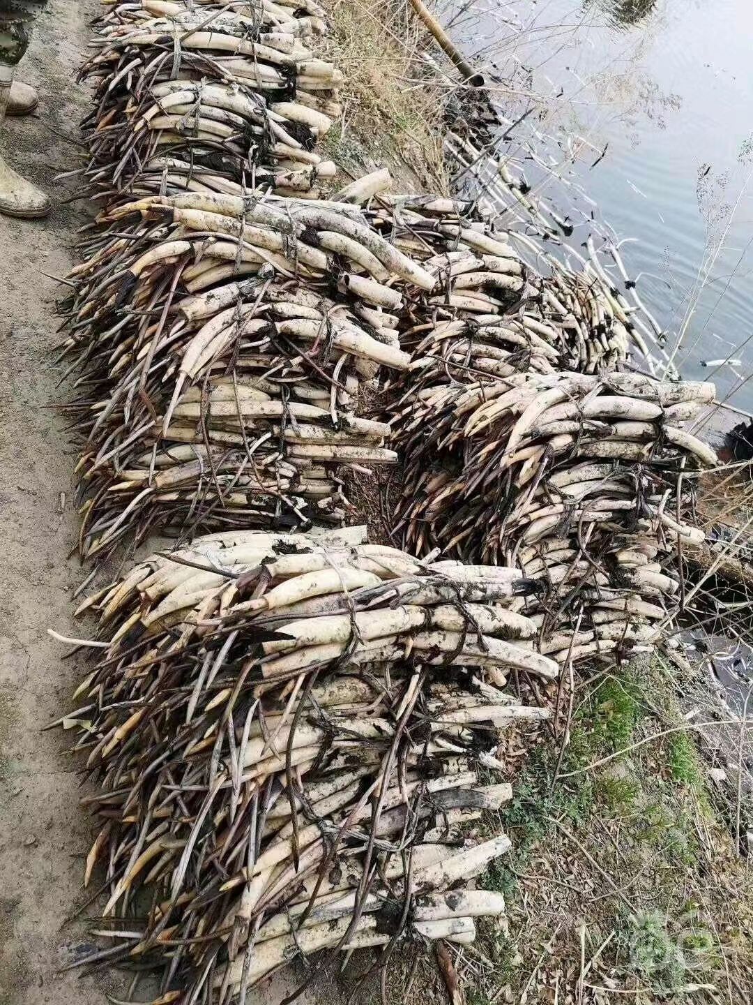 荷花苗水生荷花原料层层筛选