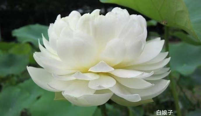 荷花苗荷花种子拒绝中间商