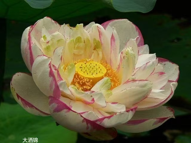 荷花苗观赏莲花真正的源头厂家