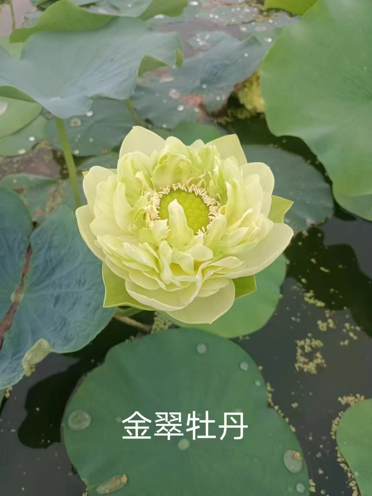 荷花苗重瓣莲花正规厂家