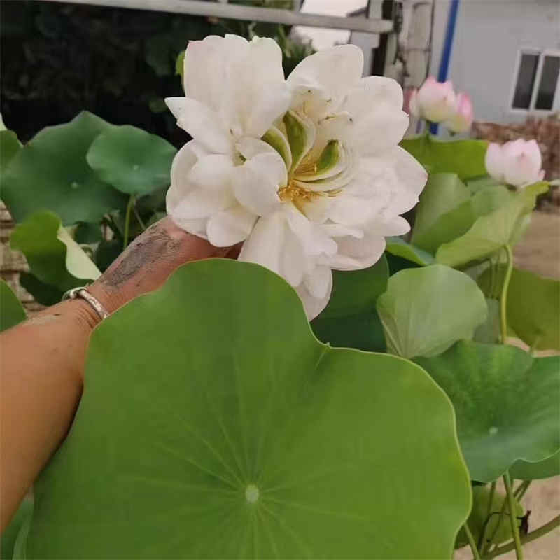 荷花苗重瓣莲花正规厂家