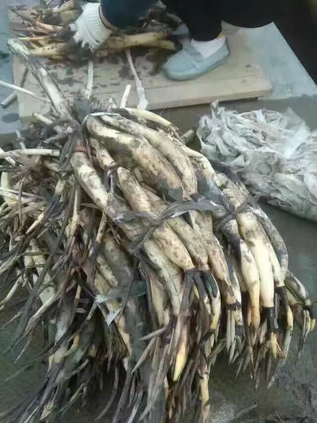 水生植物荇菜保障产品质量