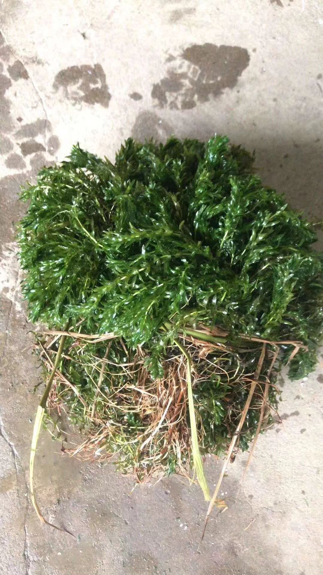 水生植物莲花苗产地源头好货