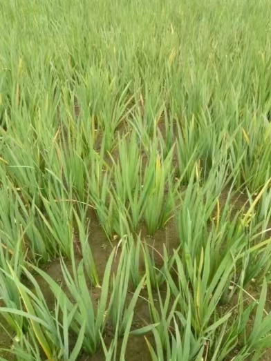 水生植物莲花苗产地源头好货