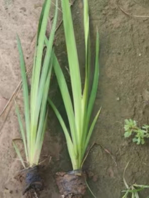 水生植物荇菜保障产品质量