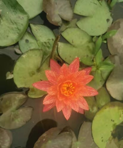 水生植物莲花苗产地源头好货