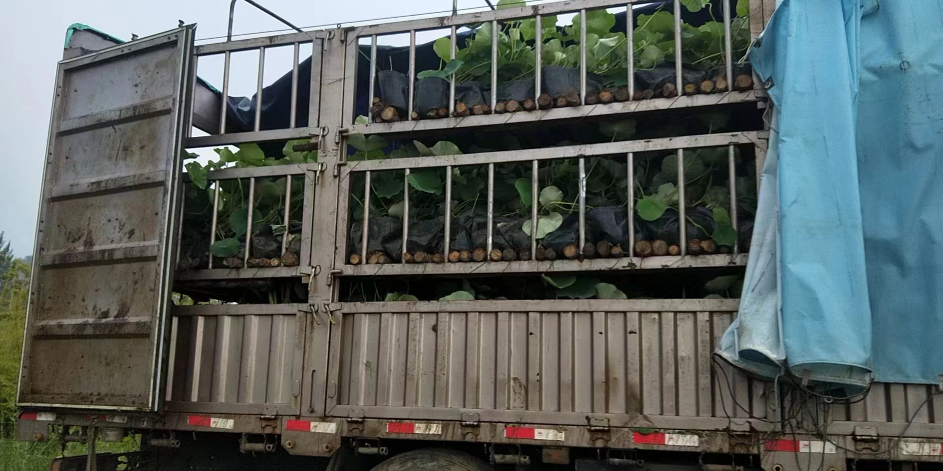 水生植物睡莲按需定做