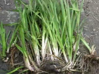 水生植物_生态浮床好品质售后无忧