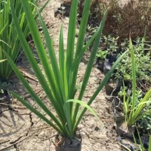 水生植物粉黛乱子草工厂自营