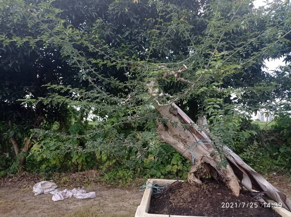 土壤固化劑生物酶土壤固化劑您想要的我們都有
