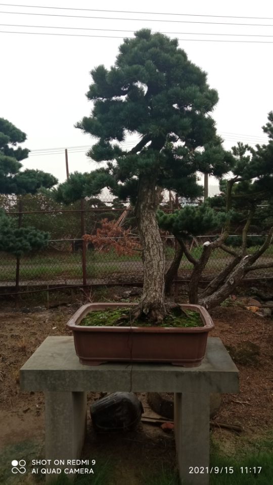 污泥改性劑土壤固化劑沼澤治理固化土報(bào)價(jià)