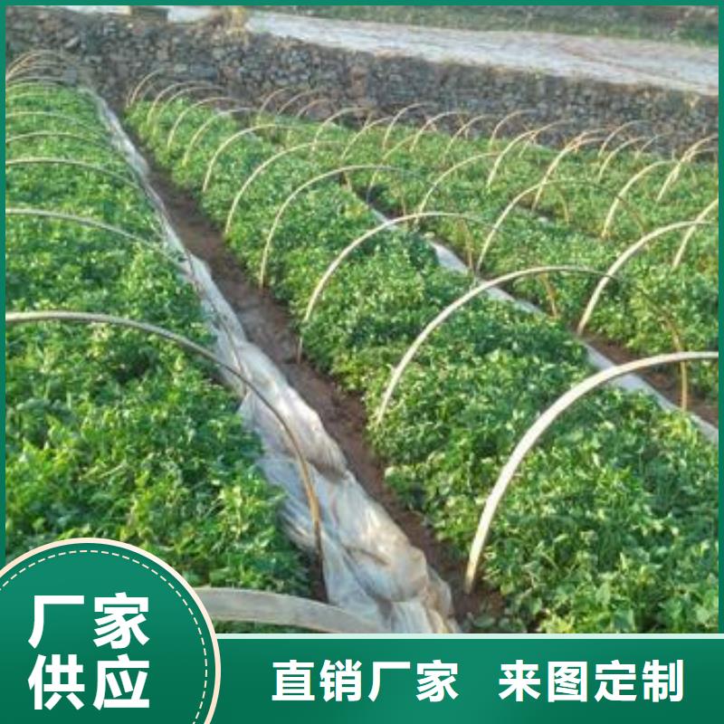 紫羅蘭紫薯苗報(bào)價(jià)專業(yè)生產(chǎn)品質(zhì)保證