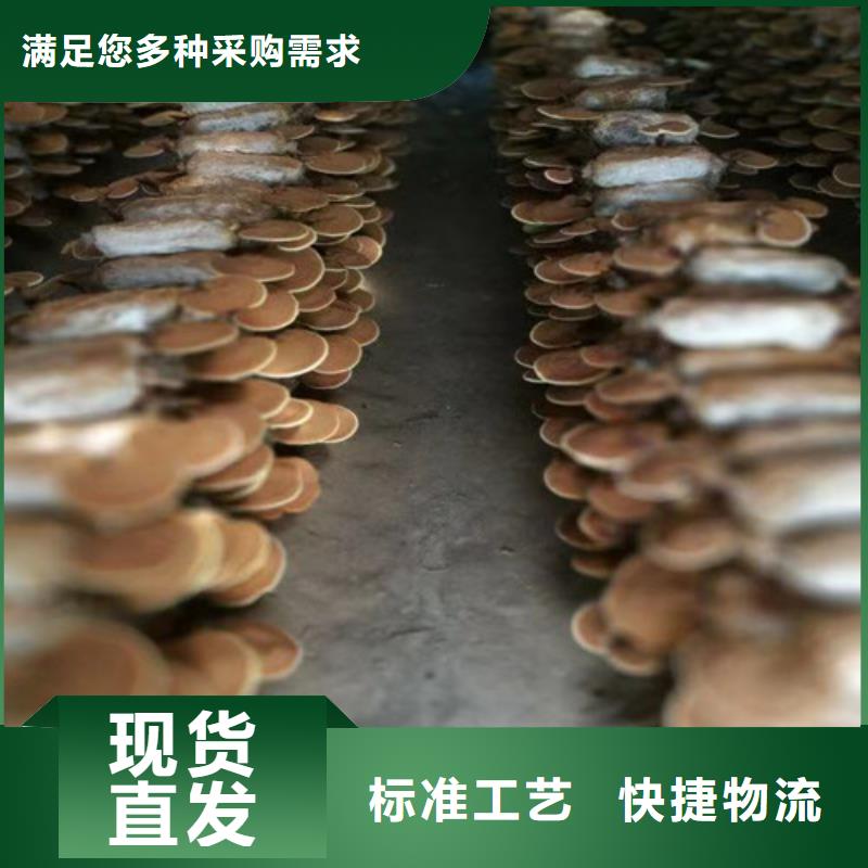 現(xiàn)貨供應(yīng)
孢子靈芝_誠(chéng)信企業(yè)