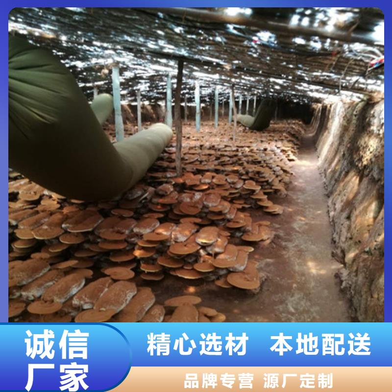 鞍山
孢子靈芝24小時(shí)發(fā)貨