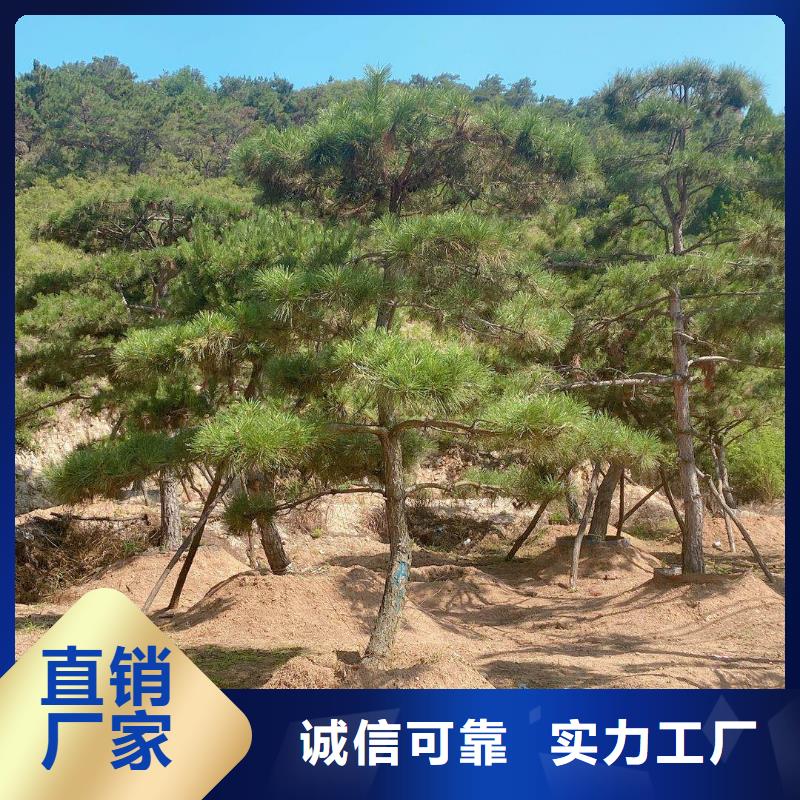 好看造型松種類多不只是質(zhì)量好