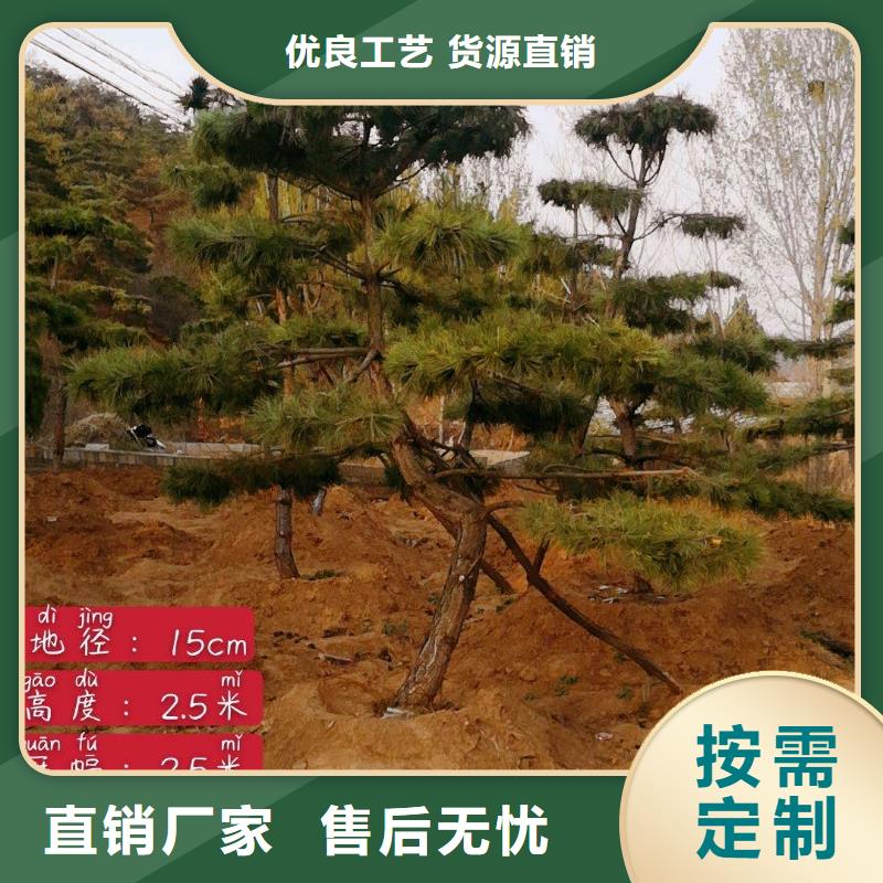 造型油松提供技術(shù)指導(dǎo)質(zhì)量檢測