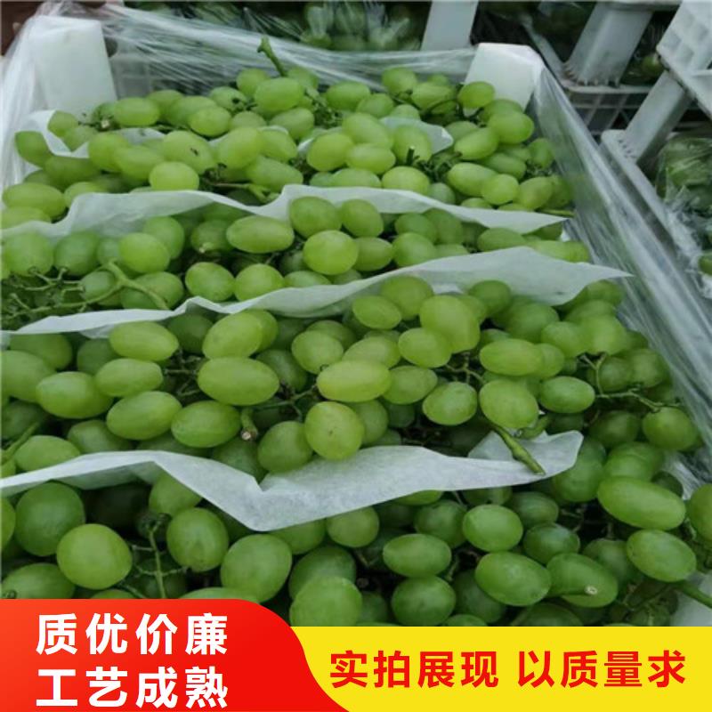 百色晨香葡萄樹苗