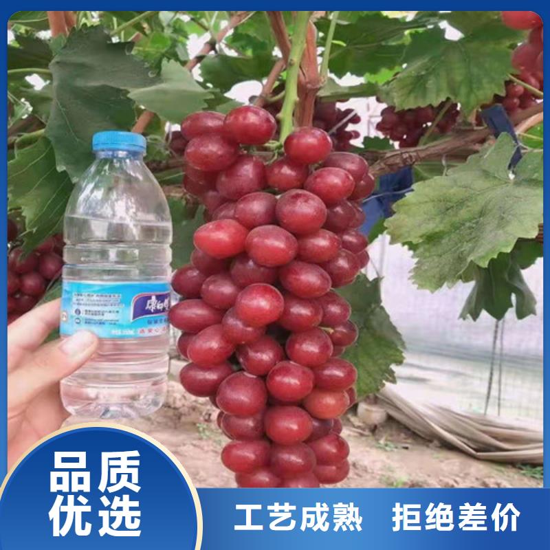 洛陽黑色甜菜葡萄樹苗